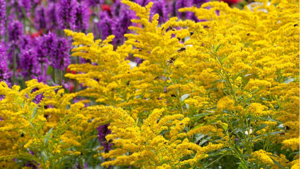 Crown of Rays Goldenrod in front of purple flowers.