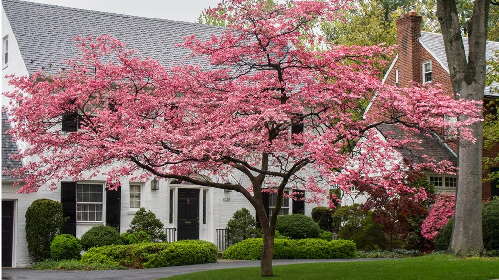 Stellar Pink Dogwood tree planted in front of a white home with green shrubs.