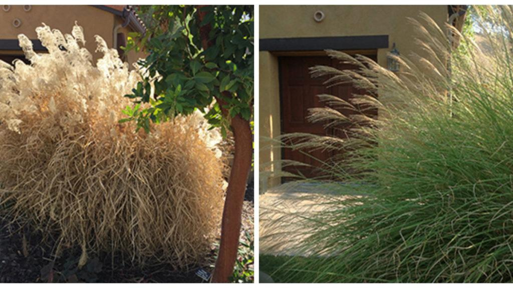 Before and after the pruning of a Morning Light Maiden Grass.