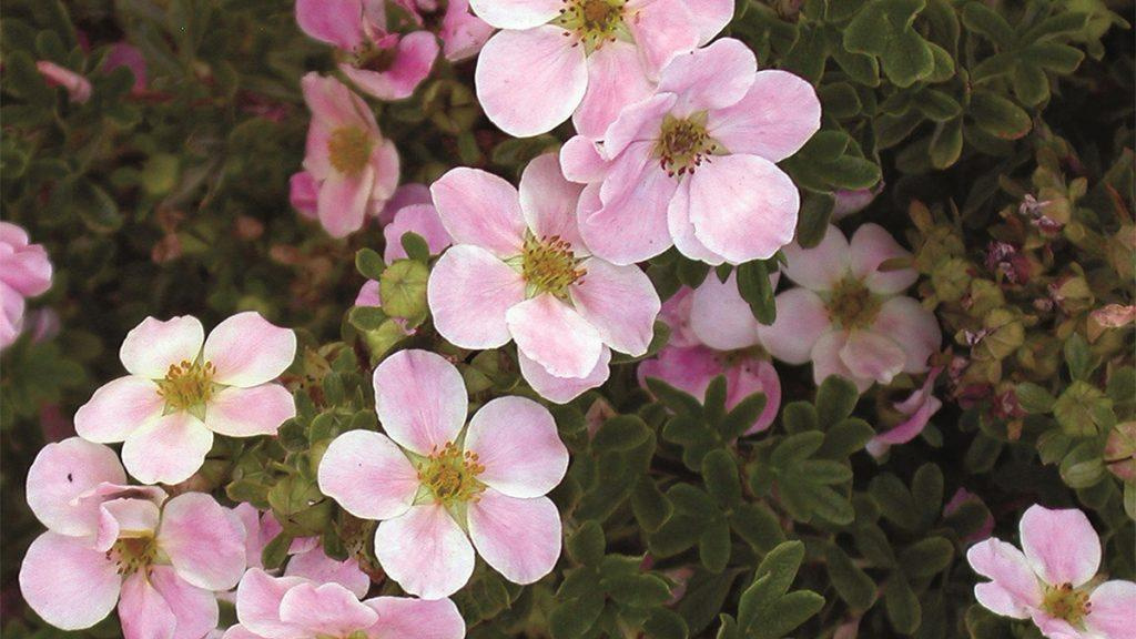 Close-up of Pink Beauty Potentilla flowers.