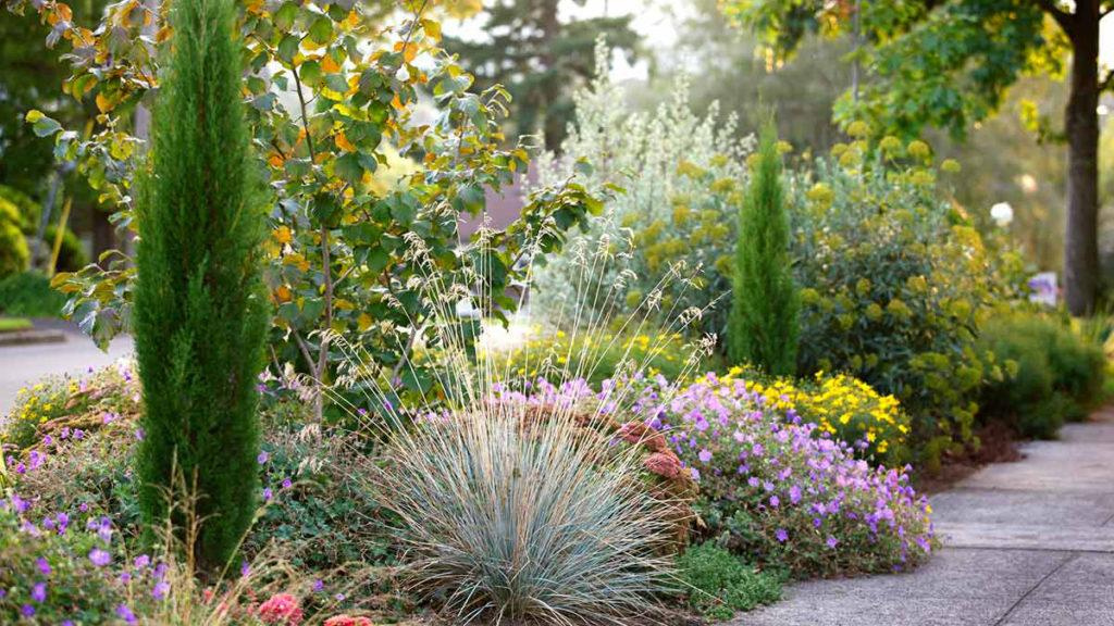 Path lined with a variety of shrubs, tall grass, and mini flowers.
