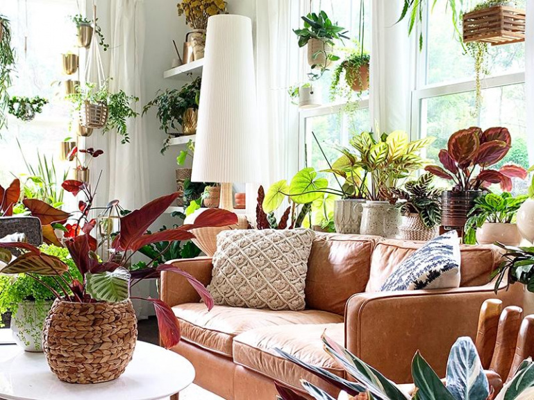 Bright living room space filled with tons of potted and hanging plants such as peacock plants and Marion Calathea.