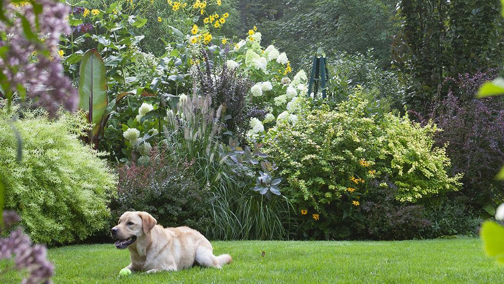 a Labrador dog lays on a green lawn with a colorful garden behind him