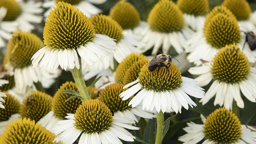 Close-up of white coneflowers with yellow centers and a small bee on top of one.