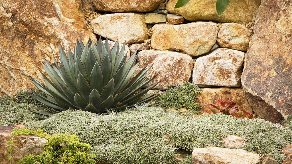 Blue Glow Agave and Silver Carpet groundcover with giant stones forming a wall in the background.