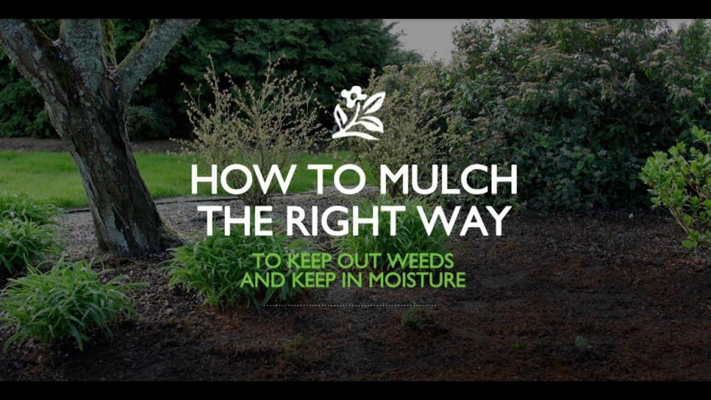 Green tree and shrubs landscape with text that reads, "How to Mulch the Right Way to keep out weeds and keep in moisture."