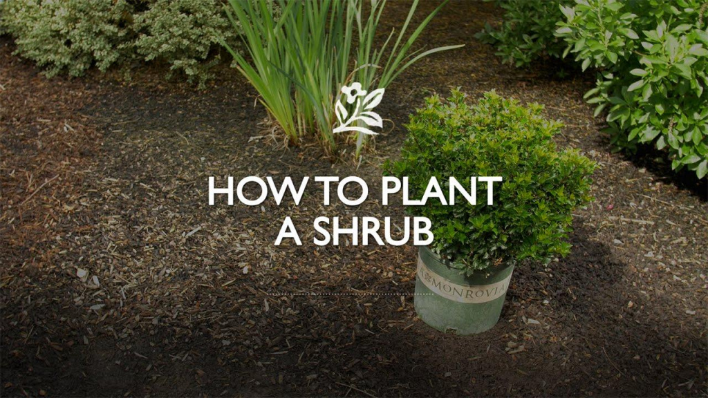 Shrub in Monrovia container around other plants and dirt with text that reads, "How to Plant a Shrub."