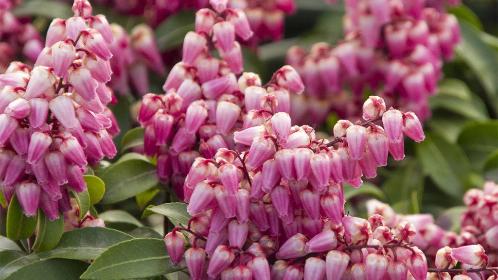 Close-up of the Impish Elf Lily of the Valley Shrub (Enchanted Forest Collection) pink flowers.