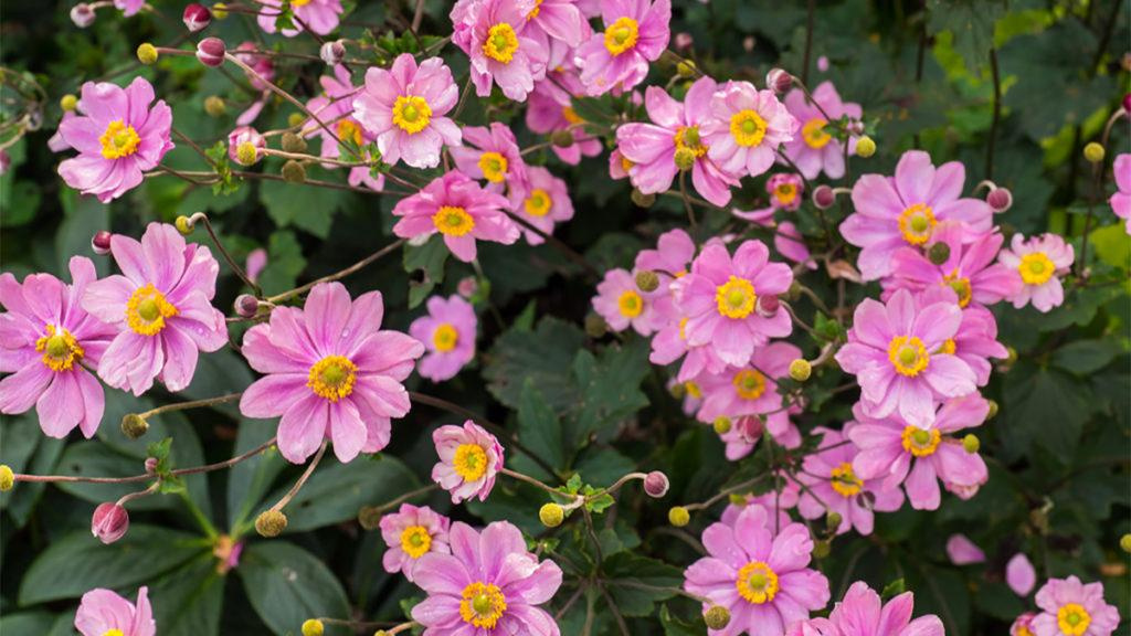 Close-up of Serenade Japanese Anemone flowers.