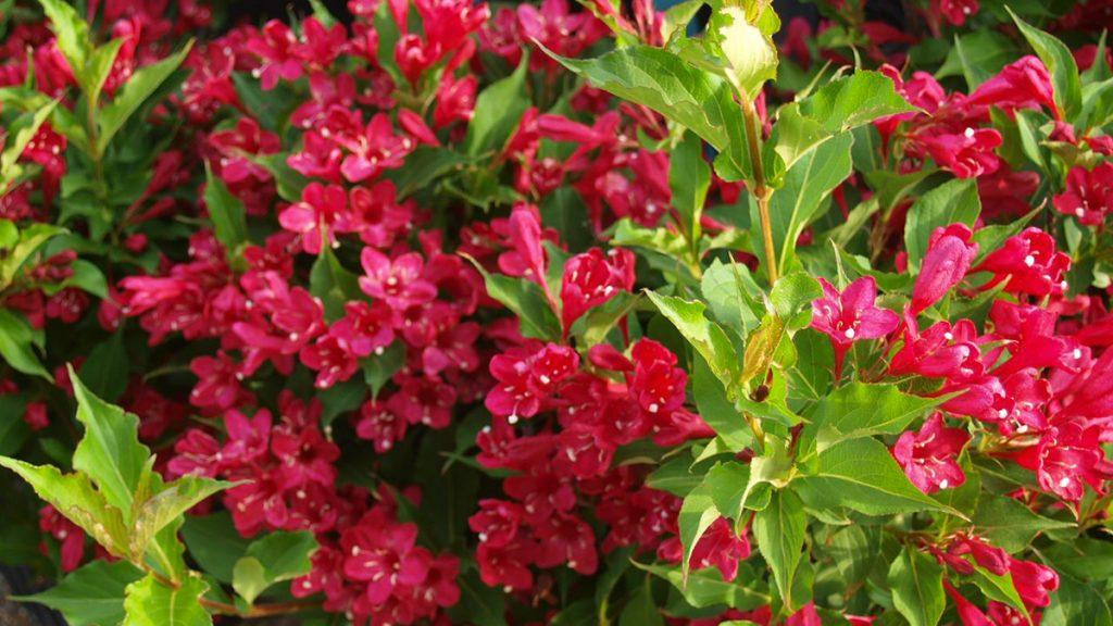Close-up of Red Prince Weigela flower plant.