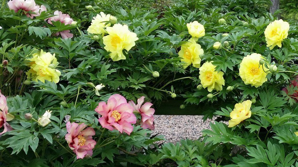 Pink and yellow roses in a garden.