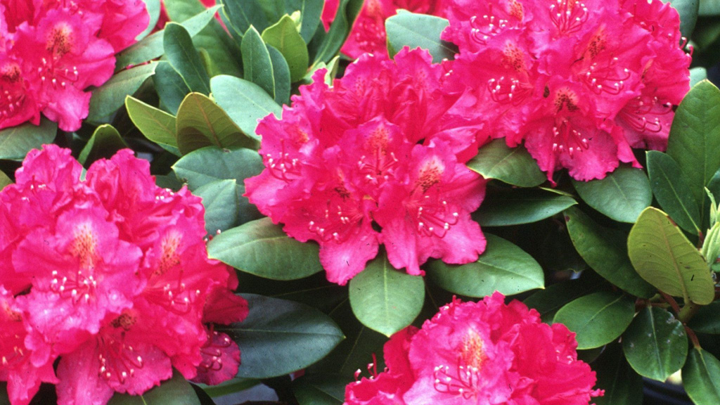 Close-up of Pearce's American Beauty Rhododendron flowers.