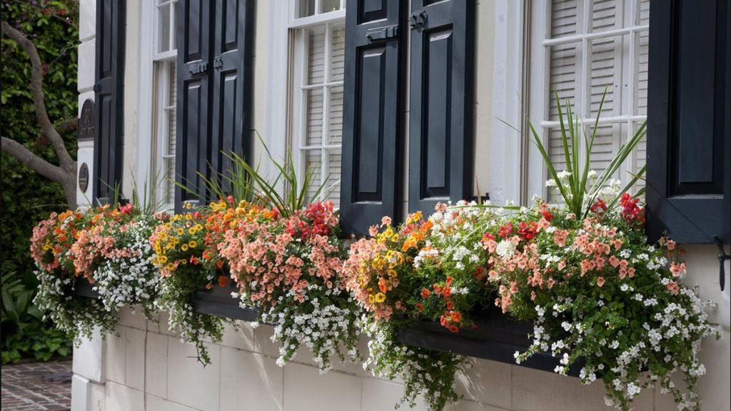 Windowbox filled with colorful flowers including million bells, spike dracaena and bacopa set outside a black and white home.