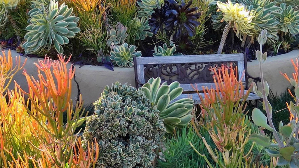 Water-wise garden landscape with a bench surrounded by a variety of different type of succulents.