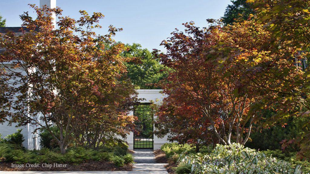 Fall colored trees with maple leaves surrounded by green plants in front of a white building and iron gate. 