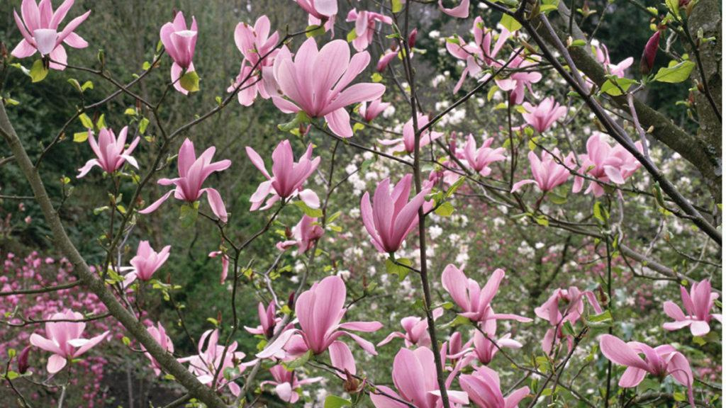 Multiple light pink magnolia flowers on stems.