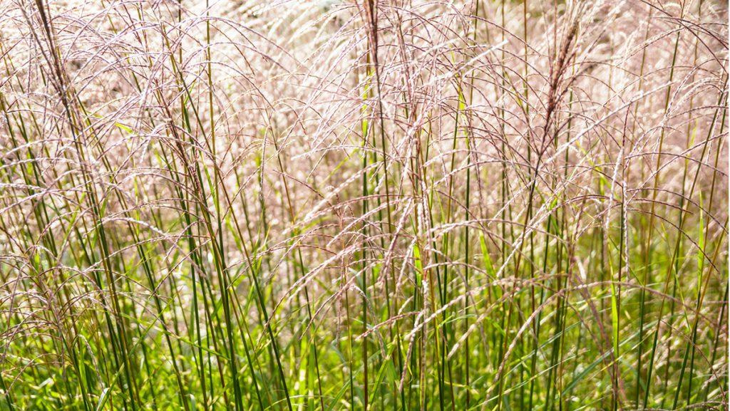Close-up of Malepartus Maiden Grass.