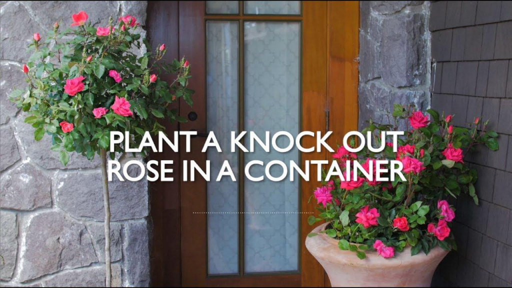 Front door with a rose tree and potted rose plant with text that reads, "Plant a Knock Out Rose in a Container."