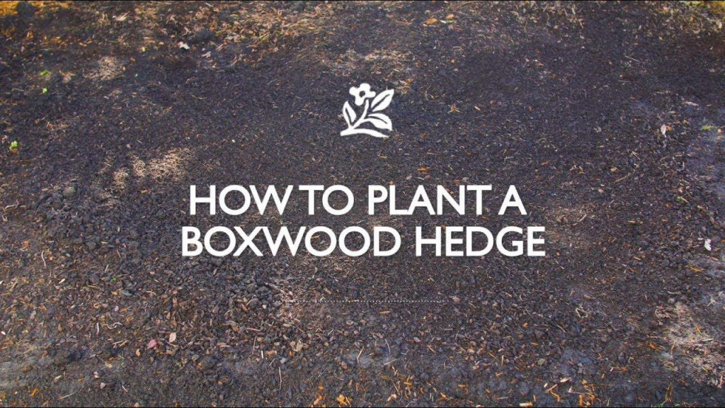 Dirt with text that reads, "How to Plant a Boxwood Hedge."
