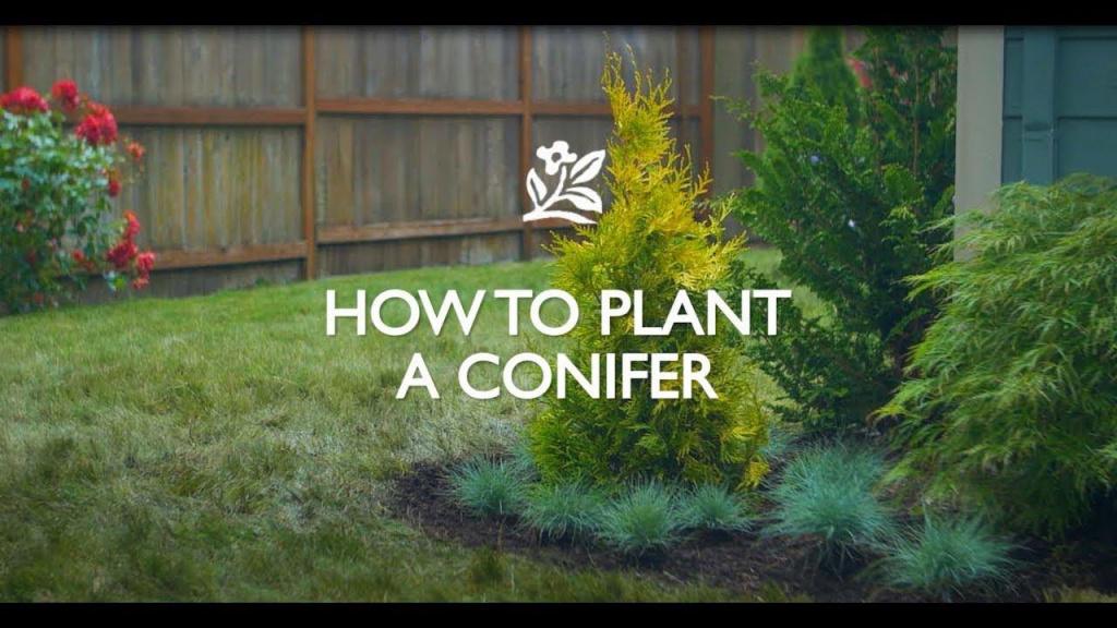 Planted conifers in a backyard with text that reads, "How to Plant A Conifer."