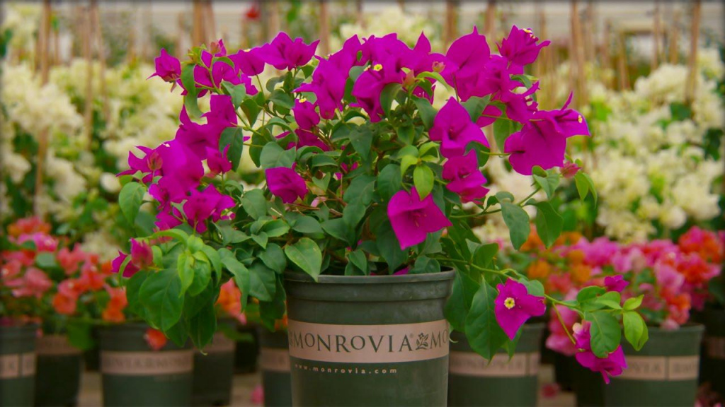 Pink flowers in a Monrovia container surrounded by other flowers in containers.