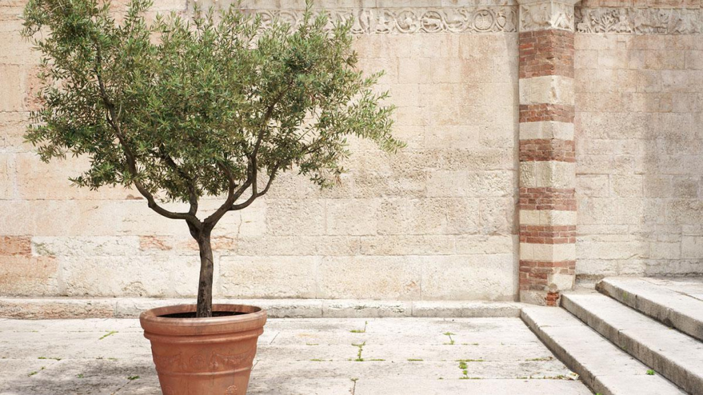Potted Arbequina Fruiting Olive against a plain cream stone wall and flooring.