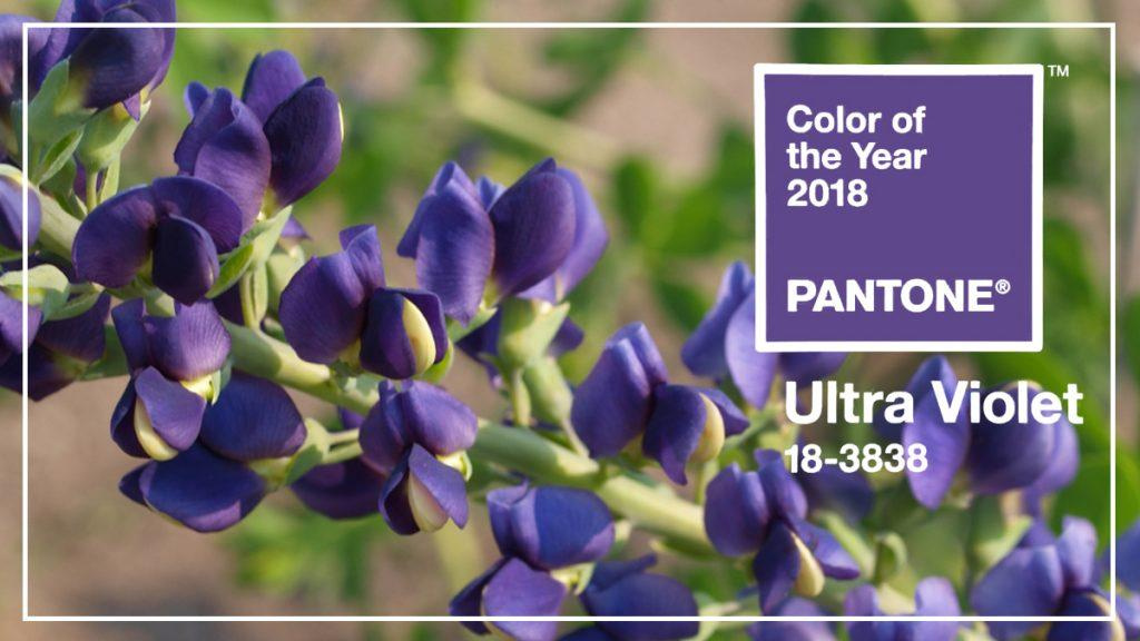 Midnight Prairieblues False Indigo plant with text that says, "Color of the Year 2018 Pantone."