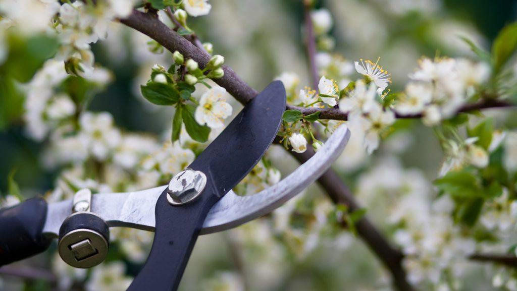 Pruning scissors trimming a mini white flower plant.