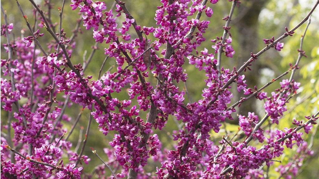 Close-up of the Forest Pansy Redbud flowers.