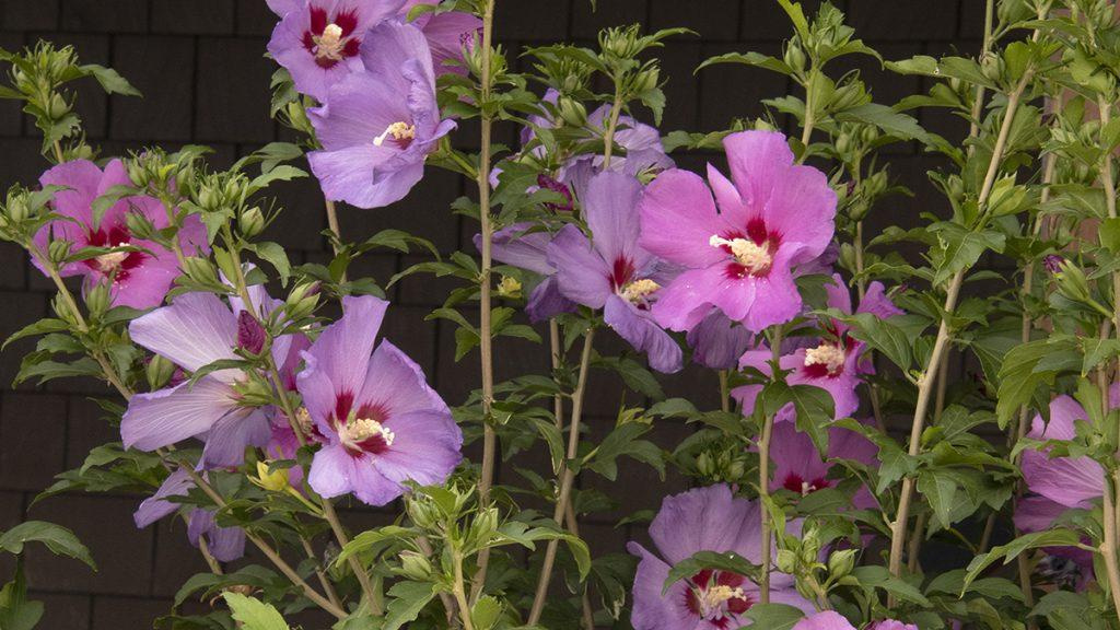 Chateau d'Amboise Rose of Sharon flowers.