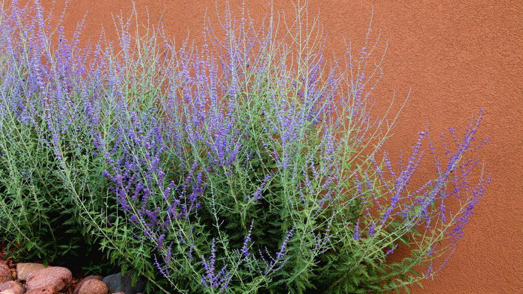 Russian Sage plant against a brown wall.