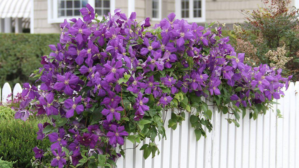 Jackman Clematis flowers lining a white picket fence in front of a home.