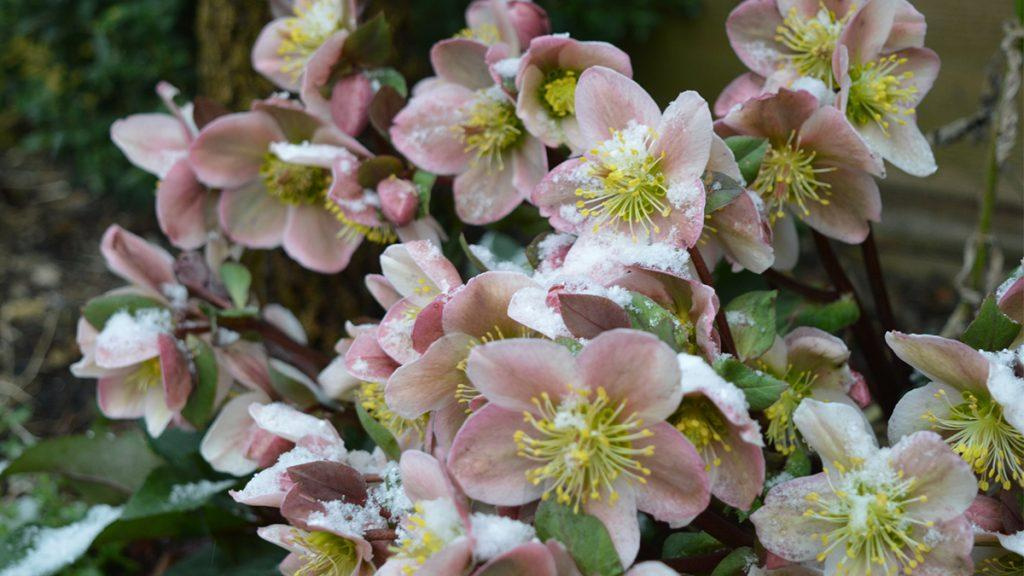 Close-up of Gold Collection Pink Frost Lenten Rose.