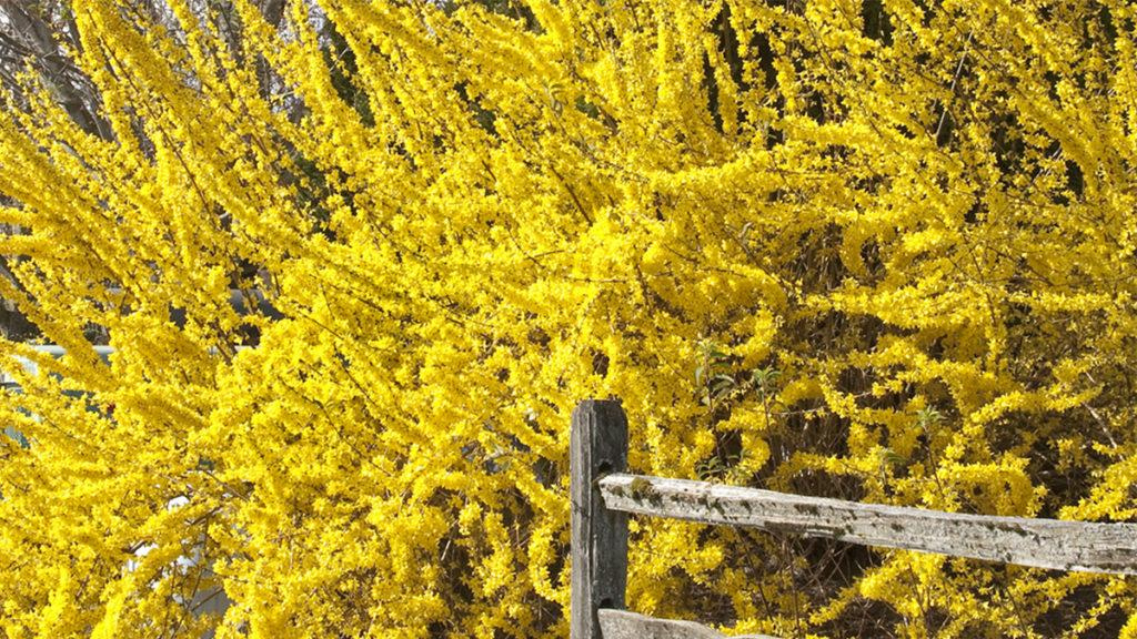 A giant Spring Glory Forsythia tree next to a wooden fence.