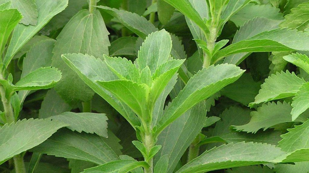 Close-up of a Sweetleaf (Stevia) plant.