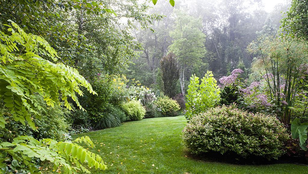 Enchanting green garden with a lawn surrounded by various plants including Goldmound Spirea, sturdy shrubs, and evergreens.