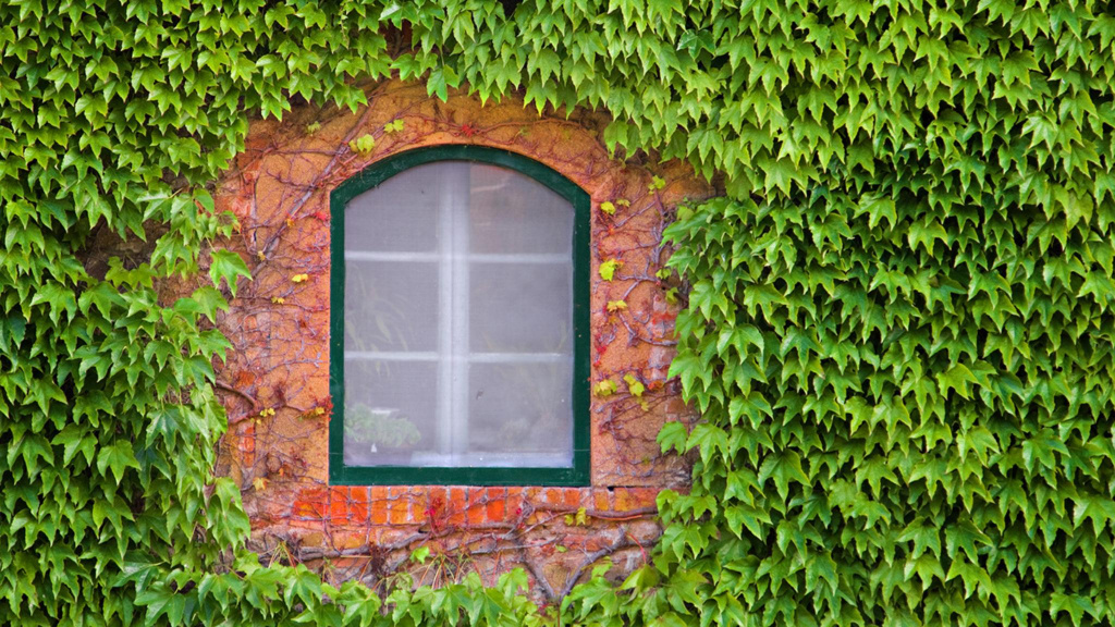 Close-up of climbing vines on a brick building surrounding a window.