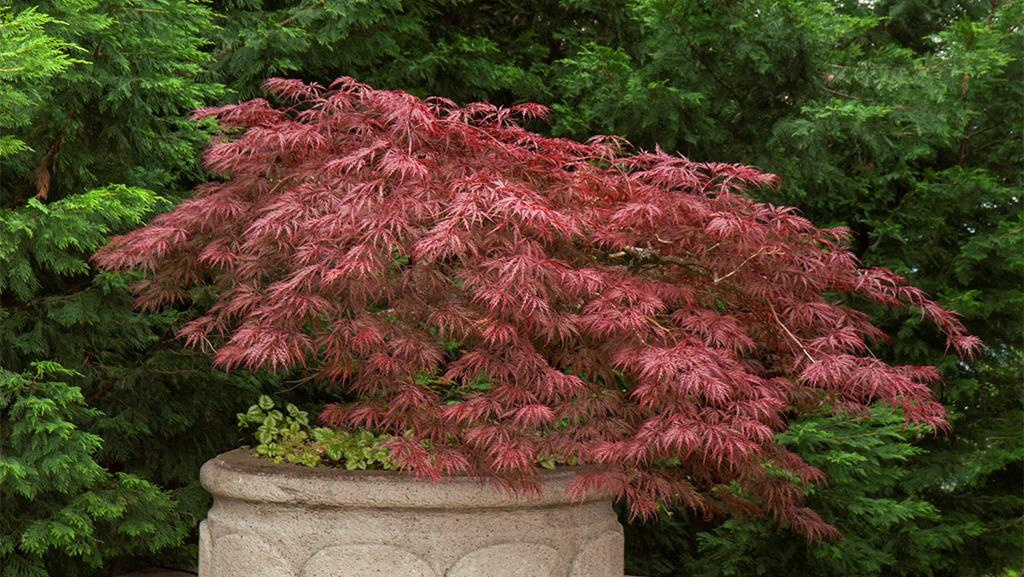 A Crimson Queen Japanese Maple in a stone pot surrounded by green trees.