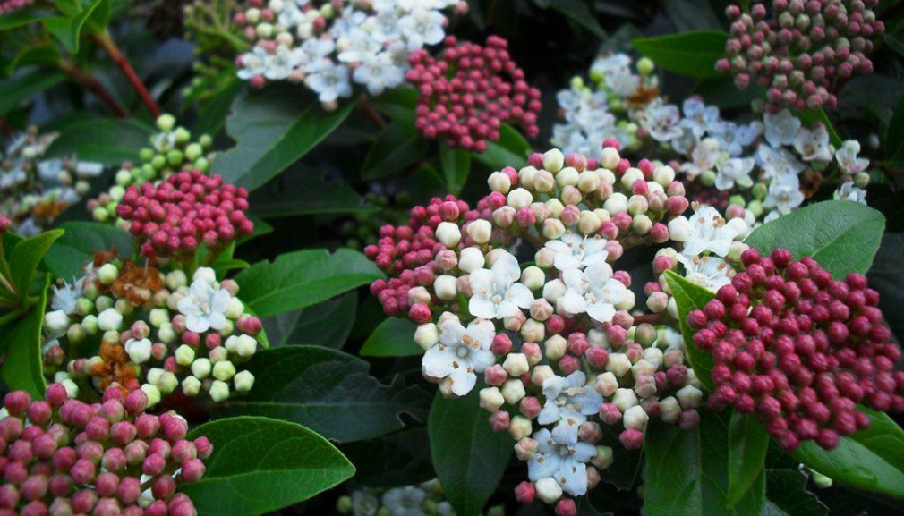 Close-up of Spring Bouquet Laurustinus.