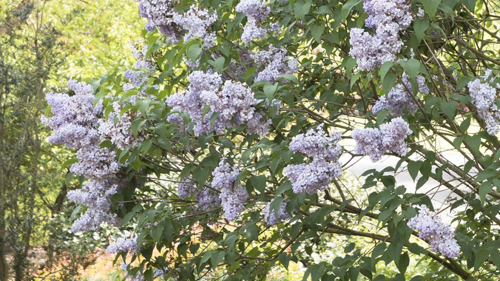 Light purple Lilac flowers blooming on a tree.