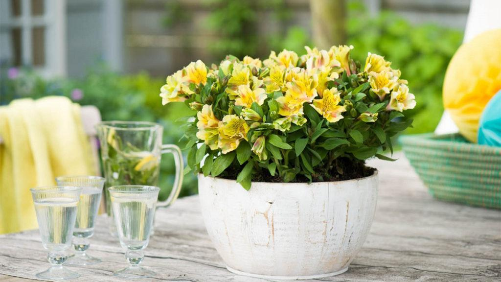 Yellow Peruvian Lilies in a white pot at the center of an outdoor table sitting next to glass cups.