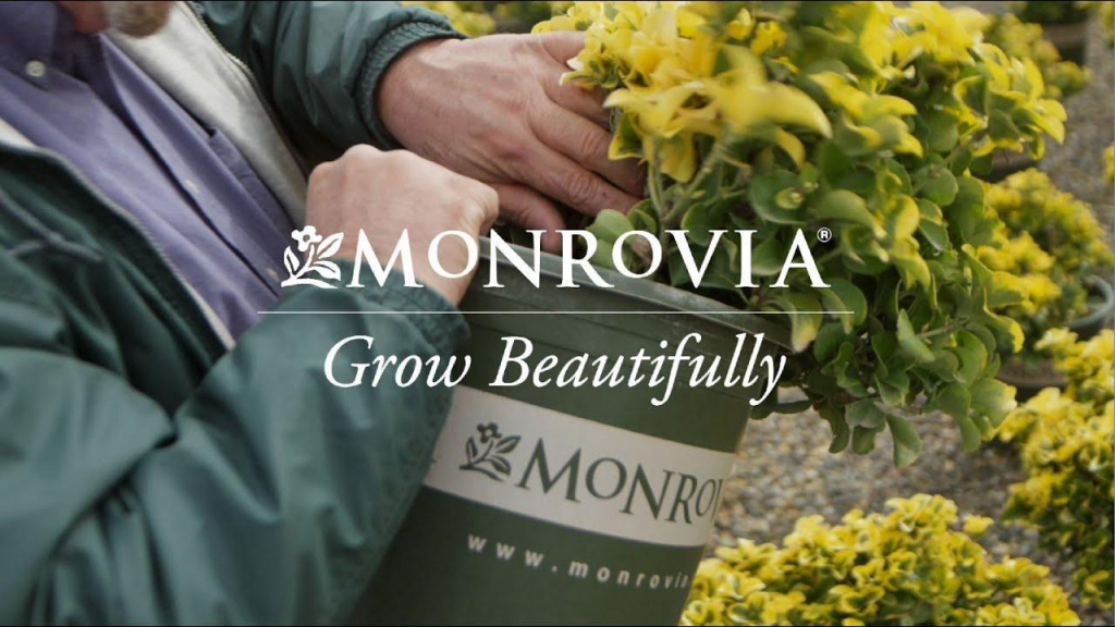 Man holding Monrovia container with yellow plant inside with text that reads, "Monrovia Grow Beautifully."