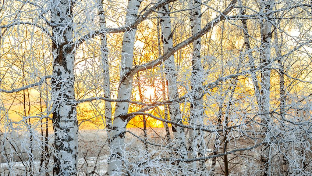 Multiple Whitebarked Himalayan Birch during the winter time as the sun goes down.
