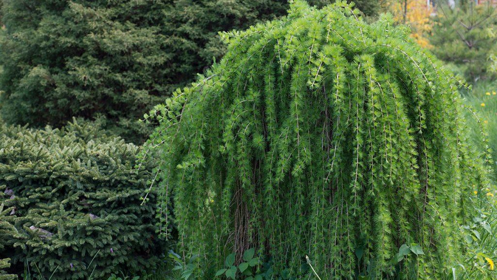 Statement Trees For Smaller Spaces, Weeping Trees For Landscaping