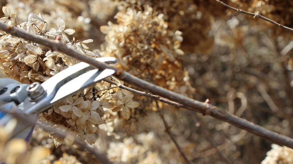 Pruning scissors trimming a white hydrangea plant.