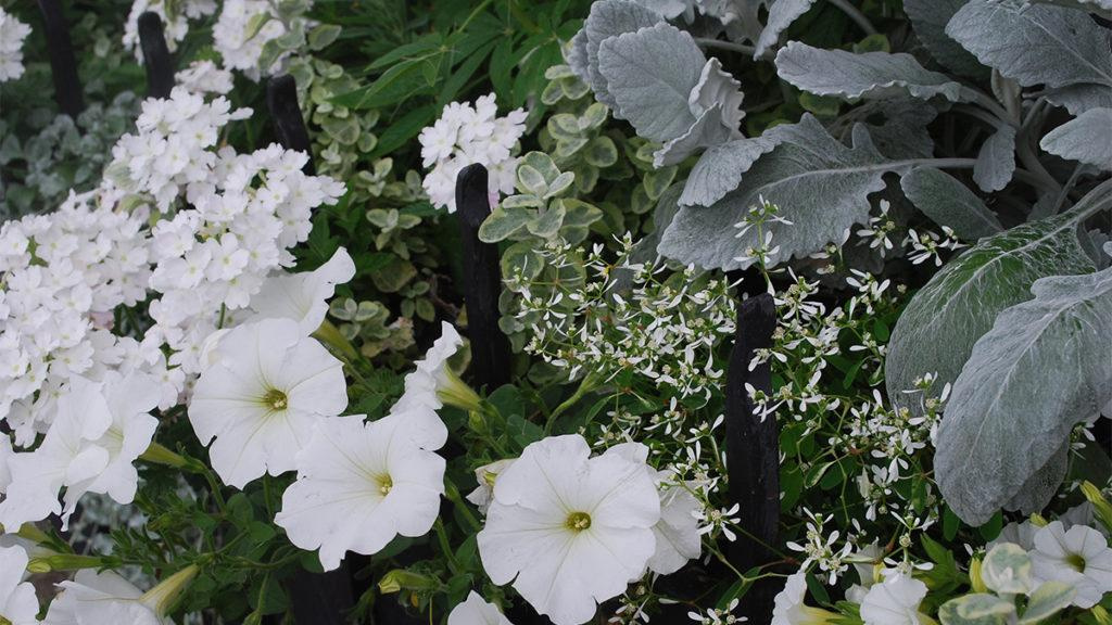 Mix of different white and green annuals and perennials including Euphorbia, Calibrachoa, and Verbena.