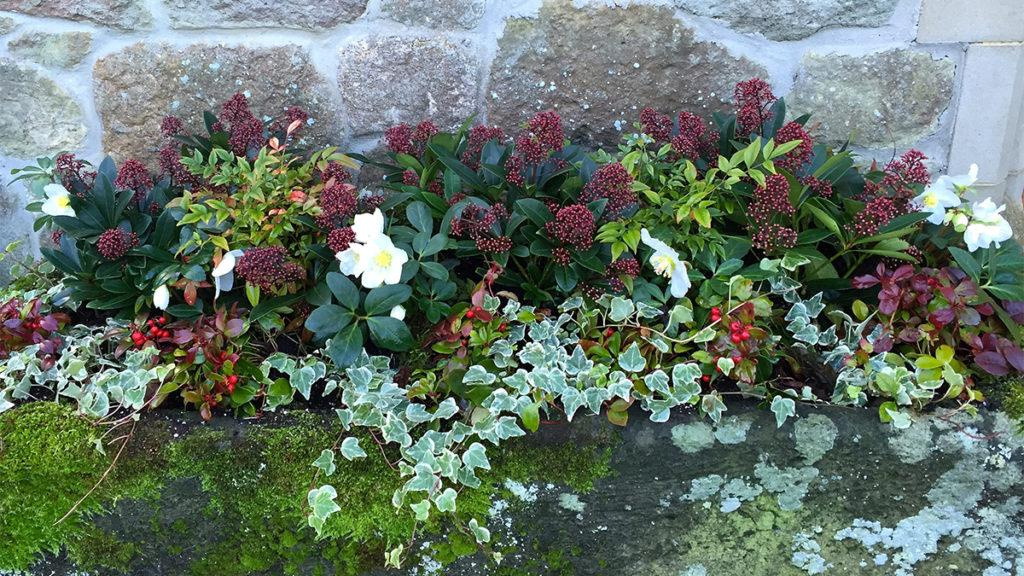 Different red, white, and green winter plants, such as red holly berries, in a planter against a stone wall.