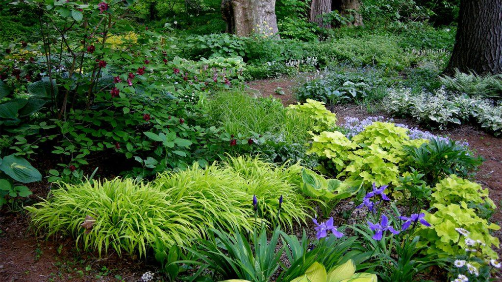 What To Plant Under A Tree - Shade Garden Ideas Zone 4