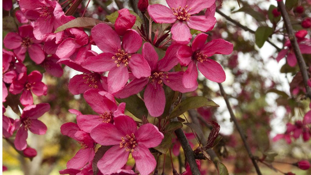 Close-up of the flowers of a Centurion Crabapple plant.