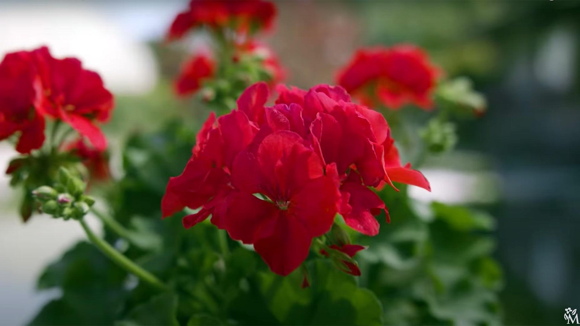 Calliope® Geraniums